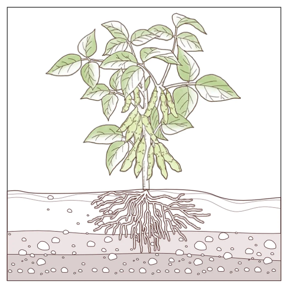与雨林共生项目封面，巴西区域生态规划